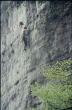 TobiasWolf in Stiller Wolf-Wolfsturm_Foto-C.J. Stiller 